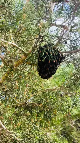 هذا طرد النحل هذا النوع من الخلايا غالباً ما ينهار مع الوقت بسبب نقص الحماية، تغيّر المناخ، أو موت الملكة. في الفيديو تشوف عملية نقلها إلى صندوق مخصص للنحل، وهو إجراء مهم يساعد المستعمرة تستقر، ويحميها من البرودة والرطوبة، ويوفّر لها بيئة منظمة لبناء الشمع وإنتاج الغذاء. نقل الخلايا البرّية بالطريقة الصحيحة يقلّل من احتمال موت النحل ويساهم في المحافظة على الخلية  إذا تحب محتوى يعرض معلومات دقيقة عن الطبيعة وتربية النحل، تابعني للمزيد. . . . . #نحل #عسل #نحلة 