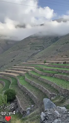 مرقاب مغزا الذيب النوادر #fyp #tiktok #viral #anime #like 