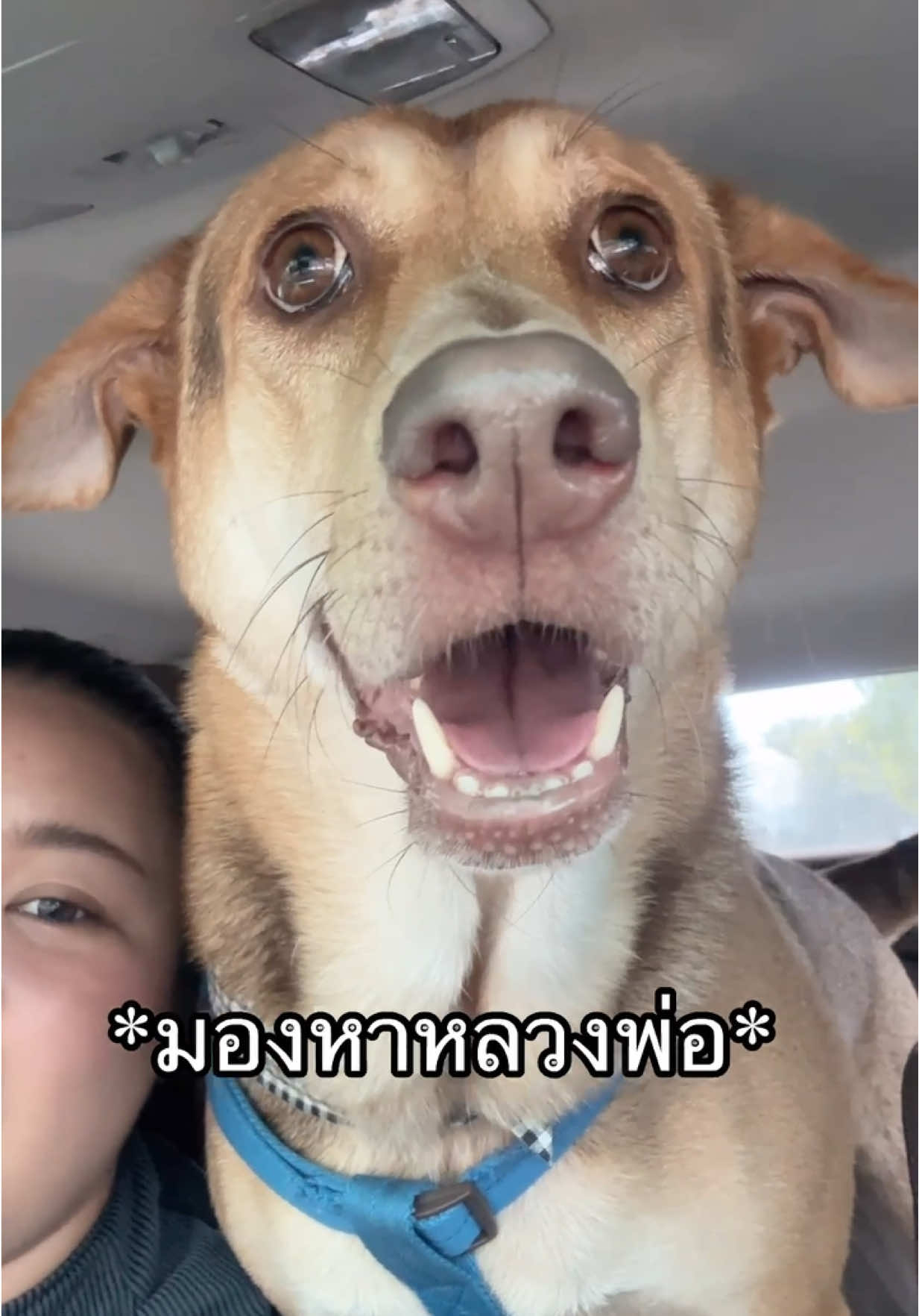 ไม่ได้พามาวัดนานเลย ตื่นเต้นได้เจอหลวงพ่อ #เบลที่ชอบคุยกับสัตว์ #สวนสัตว์tiktok #สัตว์โลกน่ารัก #หมาตลก 