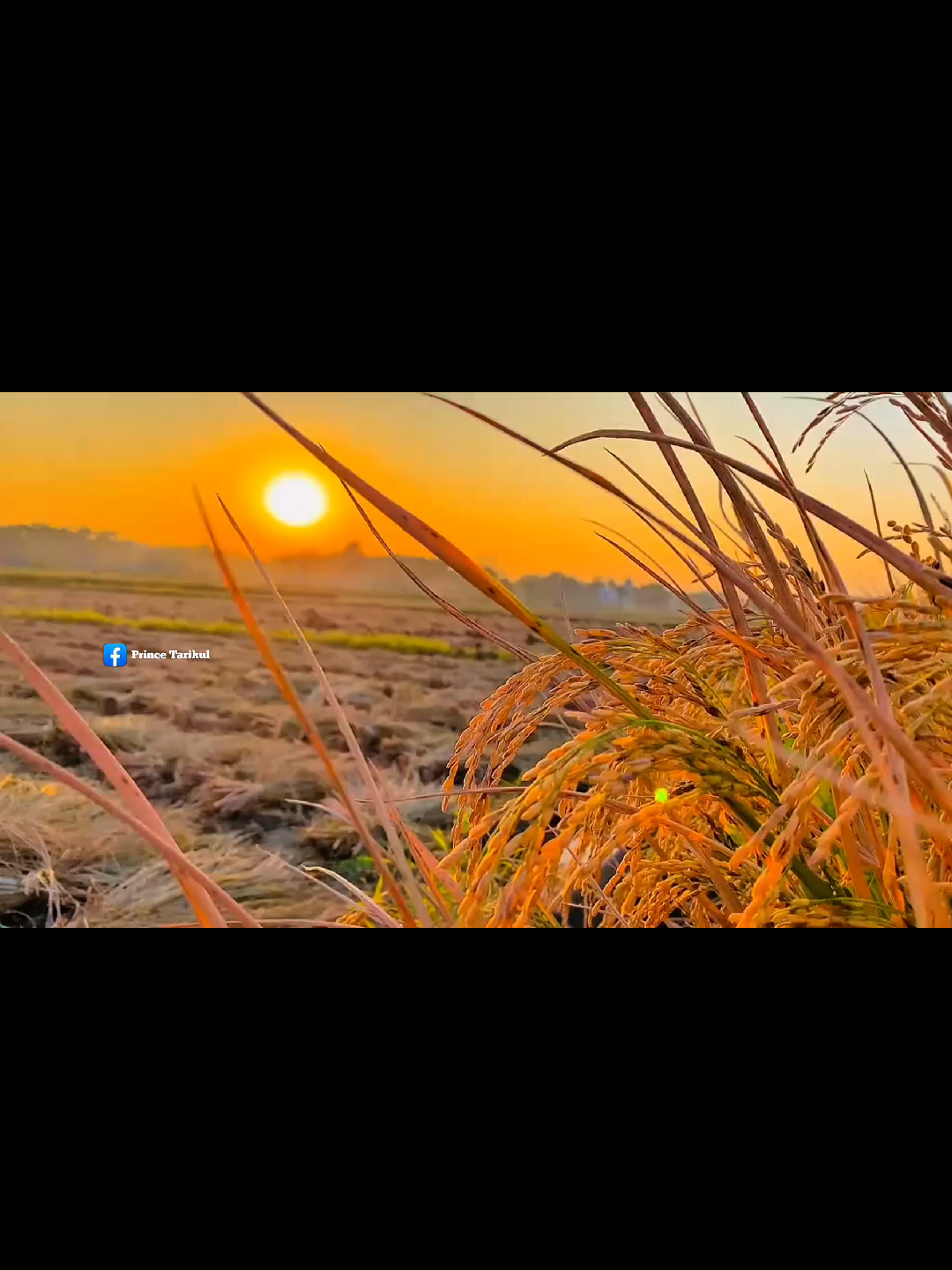 মেনে নিলেই শান্তি মনে নিলেই অশান্তি...🌿🥰 📸  ভিডিও ধারণ করেছেন  :- MD.TARIKUL ISLAM  আমাদের শ্যামপুর