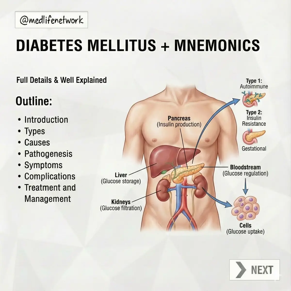Diabetes Mellitus isn’t just about ‘high sugar’ it’s a condition that affects the entire body. From how you use energy to how your organs function, everything changes. In this post, I’m breaking DM down with clear diagrams, simple mnemonicsand explanations you’ll finally understand. If DM ever confused you, this is the post that will make it click. #diabetes #anatomyandphysiology #nursingstudent #biology #medstudents 