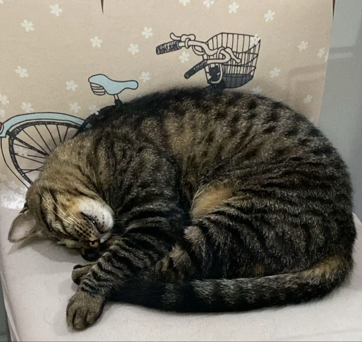 Chico💚😍#fofuraspet #gatos #fofura 