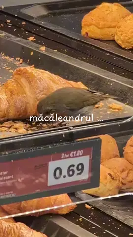 Păsările nu se hrănesc cu pâine, nici cu alte produse procesate - care le fac rău. Dacă le iubiți, dați-le fructe și semințe crude - iar asta doar pe ger, în rest n-au nevoie de noi, ci tocmai invers.  Cercetătorii, ăia pe care nu-i mai ascultă nimeni, pentru că e internetul plin de doctoranzi în cercetări cu Google, arată că plimbările în natură, ascultând cântecul păsărilor, fac minuni pentru sănătatea psihică.