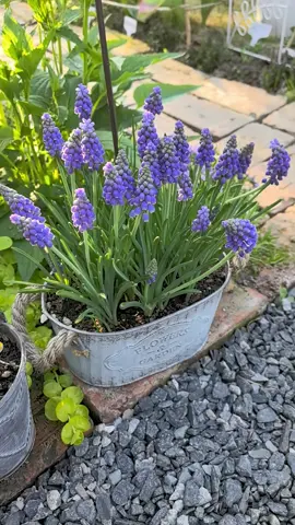 Hôm nay chọn yêu đời như hoa chọn nắng 🥰 #hoadep #vuonxinh #trongcay #hoacaycanh #hoanholucbinh 