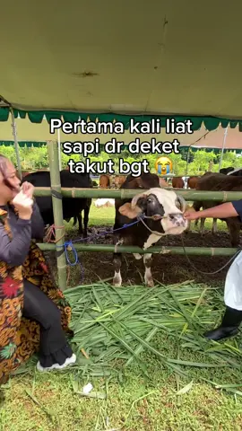 trauma sm sapi ngamuk 😭 #fyp #fypシ #boost #tiktok #viral 