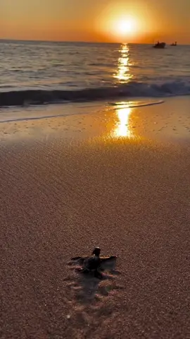 أؤمن أن الحياة أجمل مما نعتقد، يكفي أن ننظر إليها بقلب خفيف وروح ممتنّة. أستمتع بطريقي مهما كان بسيطًا، وأجد الفرح في تفاصيل تمرّ ربما دون أن يلاحظها أحد.