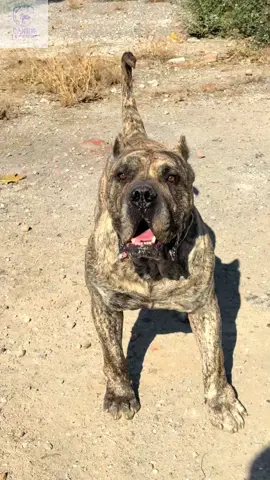 Monster #presacanario 