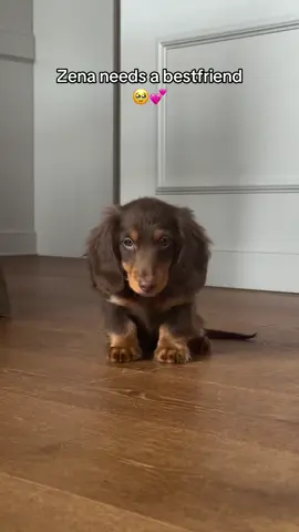 Would you be her bestfriend?  #dachshunds #wienerdog #dachshundsoftiktok #doxiesoftiktok #foryoupage❤️❤️ 