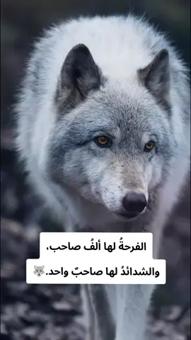 في الفرحِ يكثرُ أصحابك، أمّا في الشدّة فلا يبقى معك إلا صاحبٌ واحد.#ذئاب #عباراتكم_الفخمه📿📌تجبرني_ #تصميم_فيديوهات🎶🎤🎬 