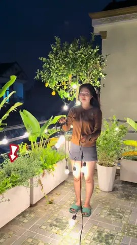 đèn led dây trang trí tết 2026, sân vườn #daydenledtrangtri #daydenledtrangtringoaitroi #daydenledtrangtritet 