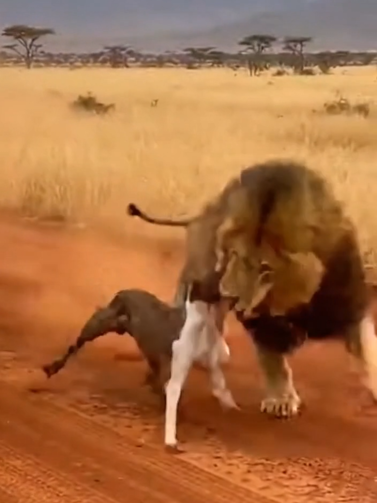 الشجاعة ليست دائما هي الحل إفريقيا بخصائصها لا مثيل لها #المغرب #اكسبلور #رعب #حيوانات_مفترسه #حيوانات_اليفه 