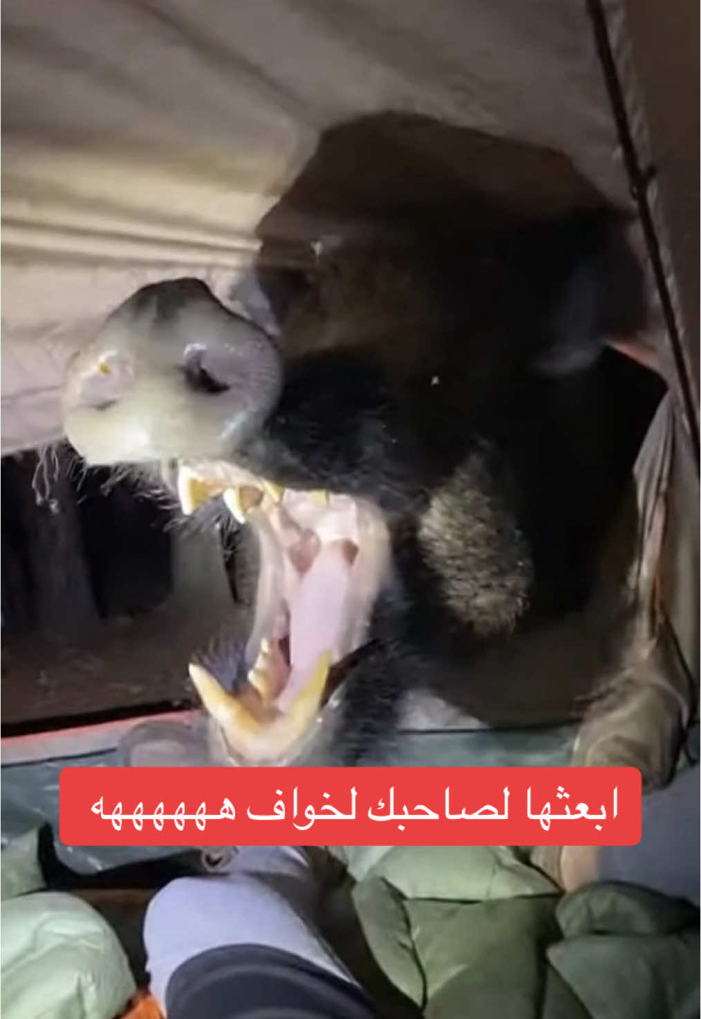 ابعثها لصاحبك خواف هههه#الشعب_الصيني_ماله_حل😂😂 #fyp #dz #1mine #frp 