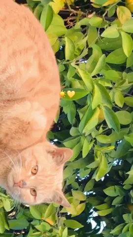 #💛☀️💫 #copylink #copylinkplease💗 #foryoupage #acteve💔 