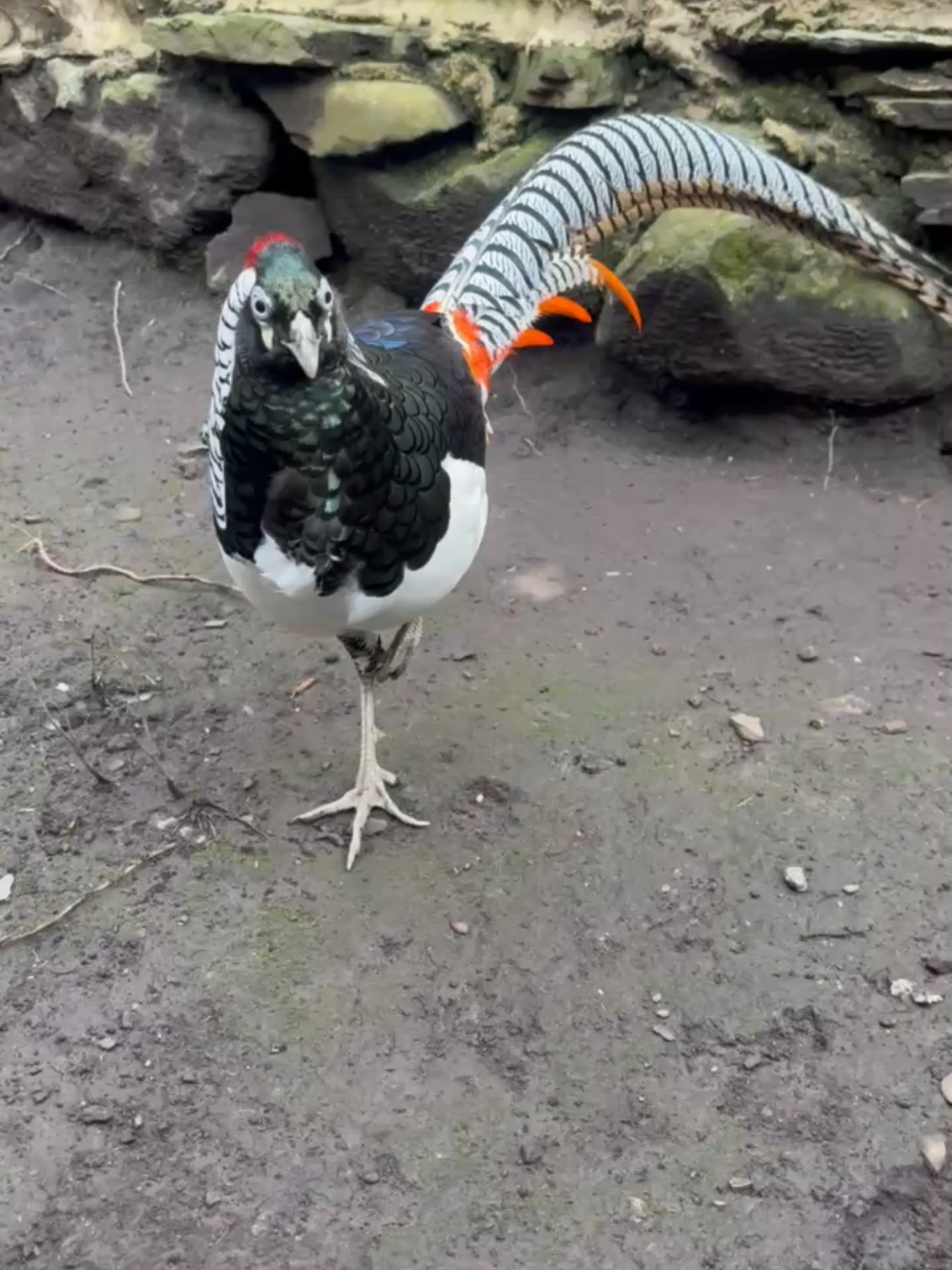 Faisán Amherst  #pheasant #faisan #nature #photography #birds 