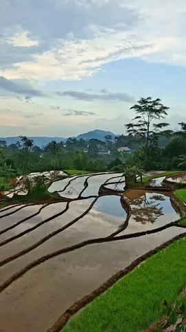 yg di kota pasti rindu suara ini #alam #natural 