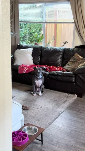 When dad puts on the wrong tv for dogs  #friday #pitbull #goodmorning #alarmed #dog 