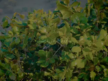 نە سواڵکەرم نە جەردەم🤎،، #halabja #hamakrmashani #viral #fypシ #everyone  📸:@“🖤” 