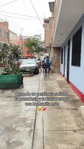 Ahora hace los mandados 🫶🏻 #pitbulllove 