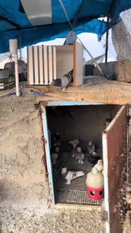 #şekerigüvercin #limongüvercin #çifttepegüvercin #beyazgüvercin🕊 #güvercinsevdası 