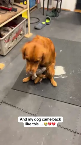 😭 #pregnancy #boyfriend #police #vet #dog 