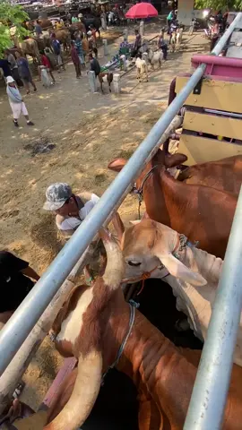 #sapi #peternakmuda #peternaksapiindonesia #fyp #masukberandafyp 