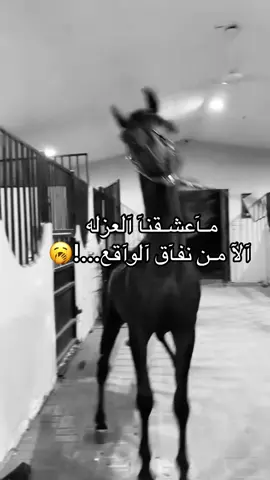 #خيل_وخياله🐎 #viral #fyp #اكسبلورexplore #اقتباسات 