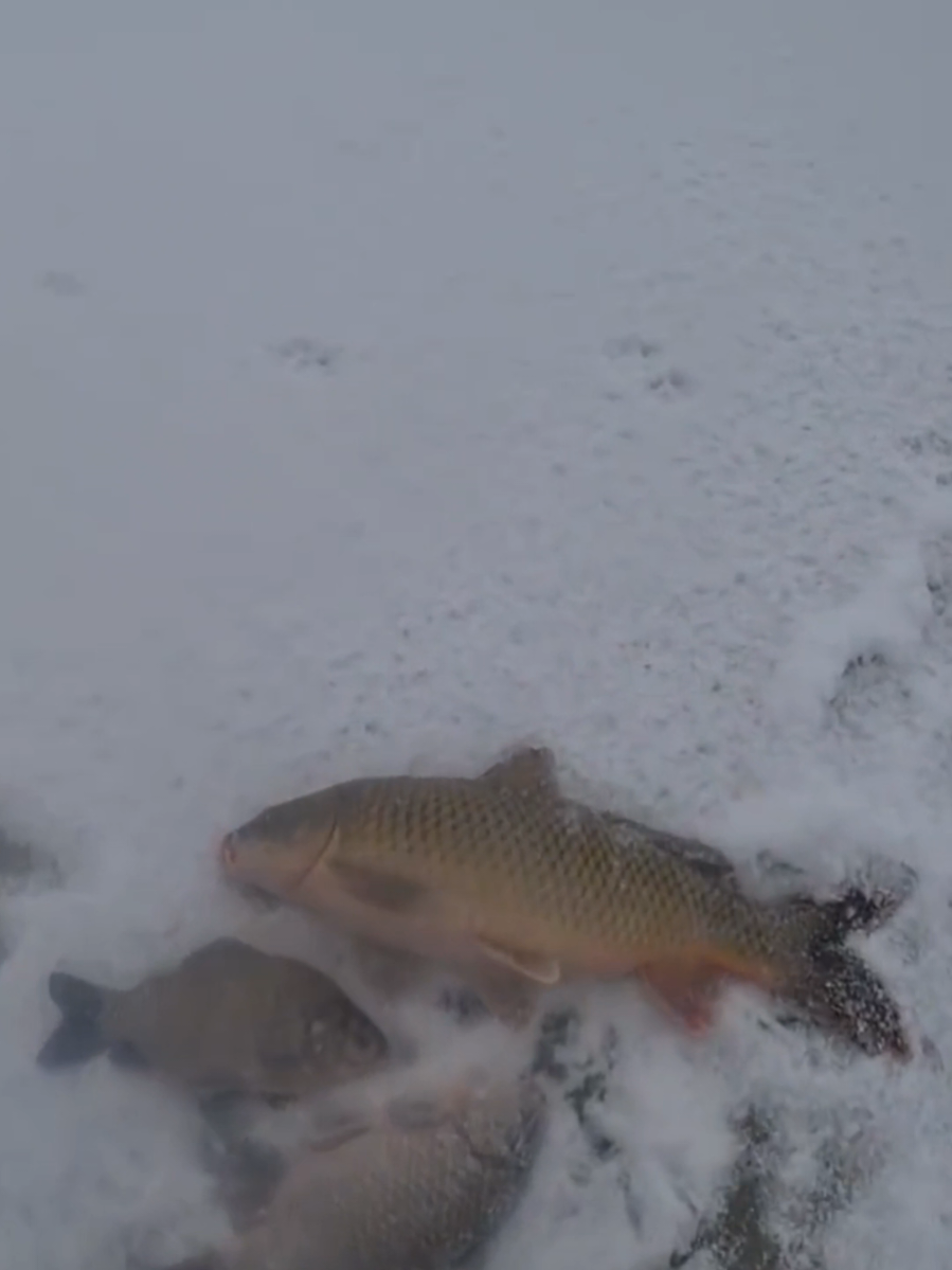 Excellent grabber fishing, we caught a lot of fish, today come to the lake with us.#ice #winter #carp #fishing #boat 