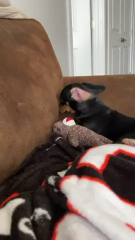 So talented😚🤌#foryoupage #fyp #dachshund #dog #dogsoftiktok 