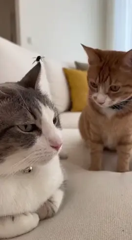 Tamparan padu. 🪰👋 Wait wait!