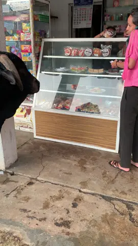 අහම්බෙන් එයාව දැකලා අරන් දුන්නෙ 🥰🥺 කුසගින්න නිවාගන්න පුලුවන් විදිහට පිහිට වෙන්න එයාලට 🥹 #tharube #srilankan_tik_tok🇱🇰 