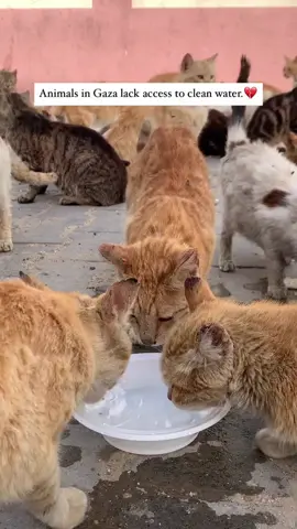 Animals in Gaza lack access to clean water.💔 You can extend a hand of mercy and help them through the link in bio. #foryou #fyp #cats #comedia #cute 