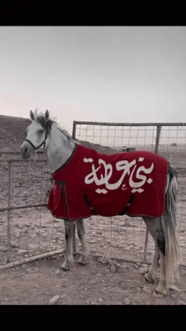 ماشاءالله #شواش #بني #عطيه #اكسبلور #تبوك_الورد_تبوك_تيماء_ضباء_حقل 