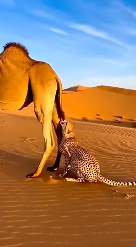 #trending #viralvideo #fyp #growmyaccount #foryou 