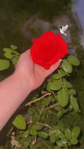 #متابعه_ولايك_واكسبلور_فضلا_ليس_امرأ #لايك__explore___ 