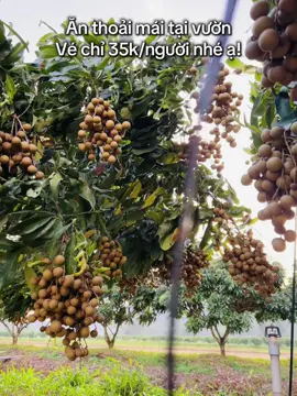 Chỉ 35k/người ăn thoải mái no bụng luôn nhé cả nhà ơi! #vuonnhanthanhdang #vuonnhanoceo 