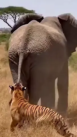 형아! 나랑 놀자!  🐘코끼리가 줄다리기 신청을 거절하는 벙법😂
