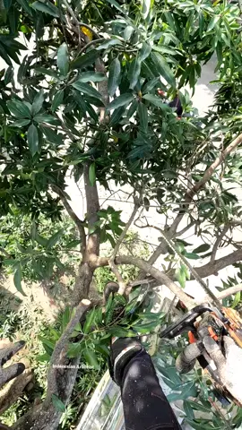 Pecah sedikit gpp ya kan? 🤣🤣 #jasatebangpohonponorogo #ponorogo24jam #chainsaw #arborist #treeservice #indonesianarborist  #chainsawman #