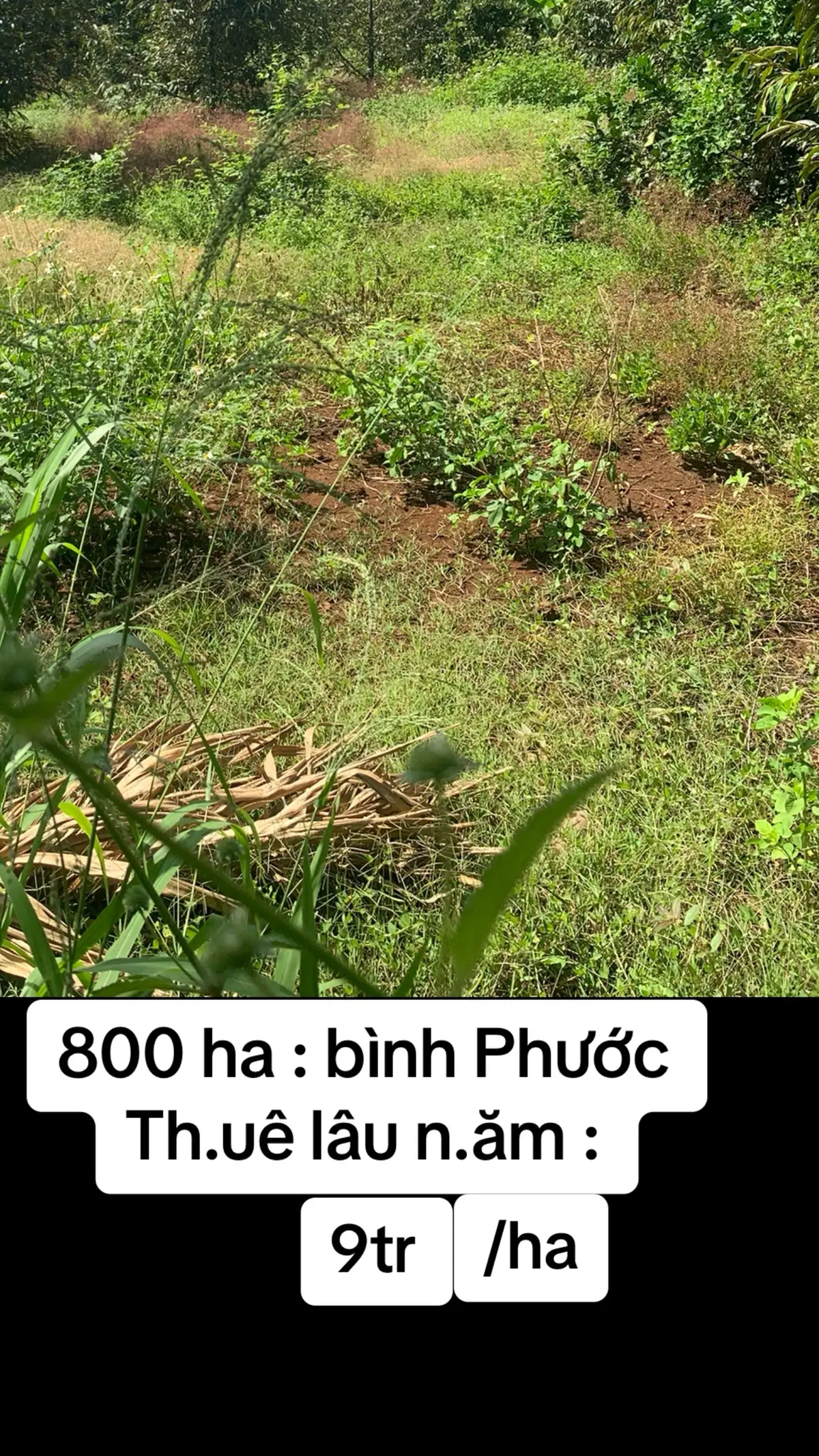 Có cho thuê từ 100-200 ha . 