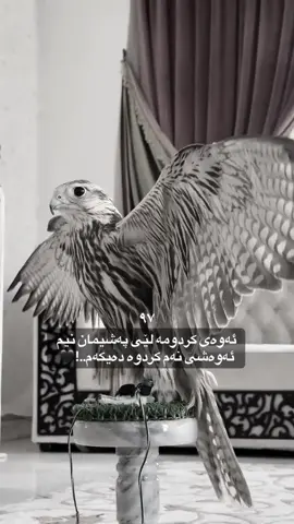 ئەوەشی نەم کردوە دەیکەم..!🖤 #zaxo #fyp #foryou #iraq #falcon 