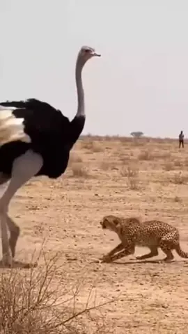 타조 vs 치타, 가장 예상치 못한 싸움 🦩💥🐆
