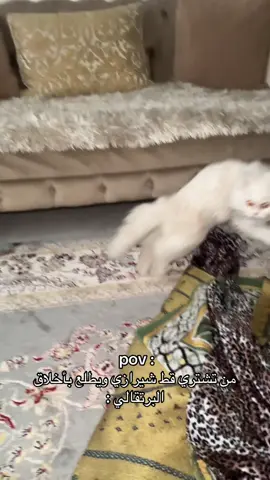 #ام_سيف_قط_سيف #cat #fyp 