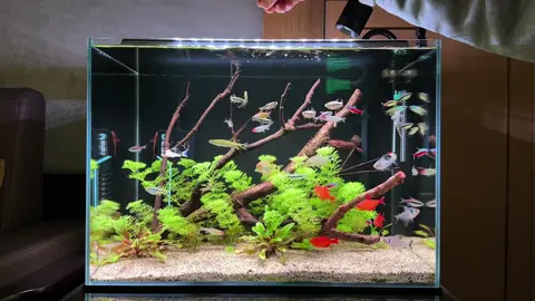 Bể cá không ấm – nhưng đẹp theo cách tuyệt đối. #trending #xuhuong #xuhuongtiktok #thuysinh #cacanh 