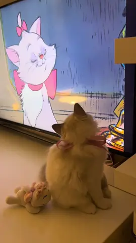 oh Marie #ragdollcat #ragdoll #aristocats #mariecat #marie 