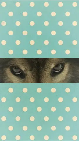 #edit #moodboard #wolves #wolf #kittycraft 