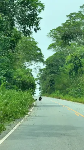 Budongo Forest Murchison Falls National Park #visituganda #vibewithme #exploreuganda #nature 
