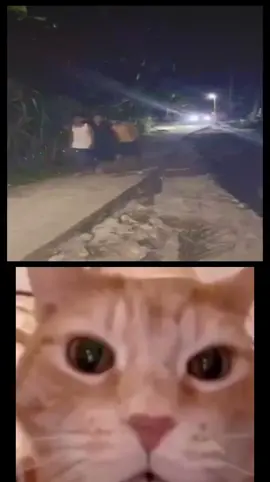 😺😸 #memestiktok #catlaughing #fyp #catreaction #memekucinglucu 