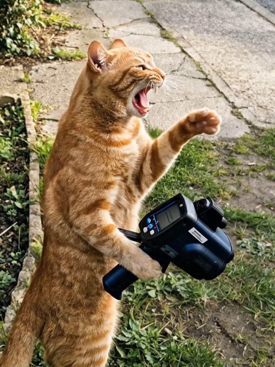 #kreadul 🐈🏎 #cat #ai 