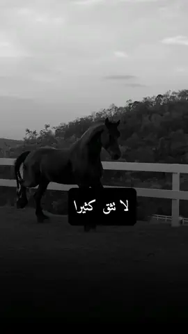 #اكسبلور #عبارات #خيول_عربية_اصيلة #اقتباسات #تصميمي 