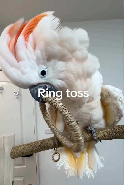 Ring toss #parrot #birds #pet #fyp #parrotsoftiktok 
