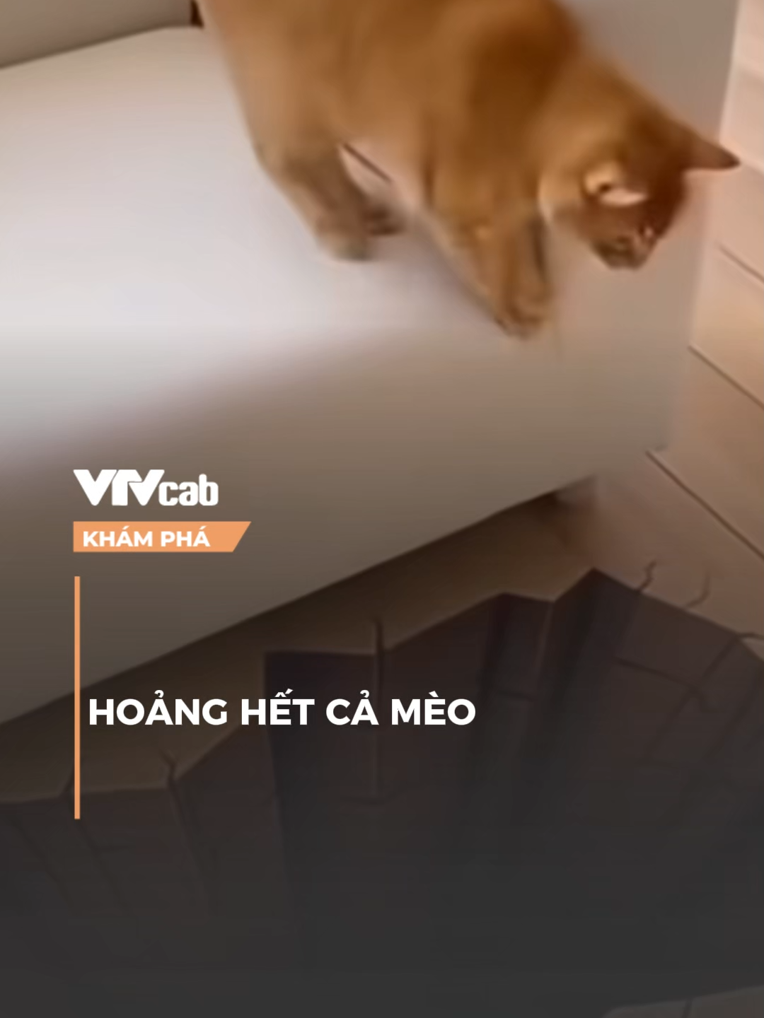 Hoảng hết cả mèo #vtvcab #khampha #onlive #SportsOnTikTok #SEAGAmes2025 #NDH